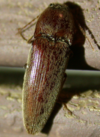 Melanotus sp.